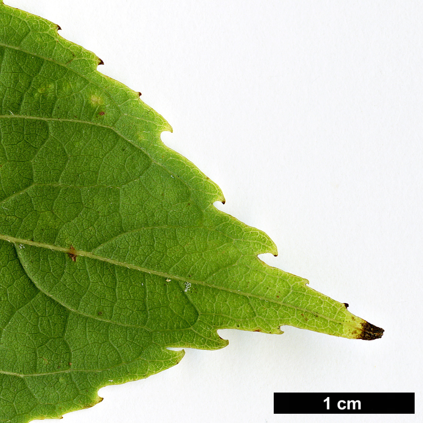 High resolution image: Family: Cannabaceae - Genus: Celtis - Taxon: vandervoetiana